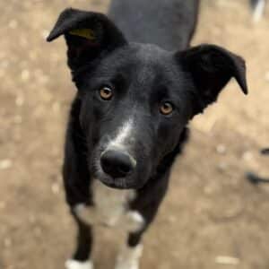 THORVI (♀) - ausgereist zu Tiere in Not Odenwald (PM)