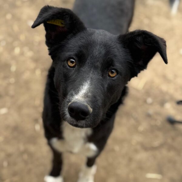 THORVI (♀) - ausgereist zu Tiere in Not Odenwald (PM)