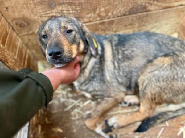 SHILOH (♀) - Seelischer NOTFALL! - ausgereist zur Tierhilfe Lebenswert DR 15.08.25 – Bild 3