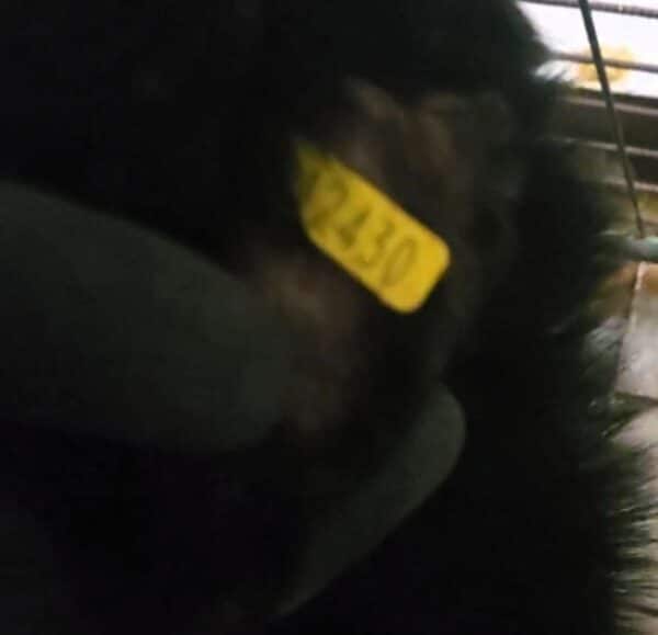 THORVI (♀) - ausgereist zu Tiere in Not Odenwald (PM) – Bild 13