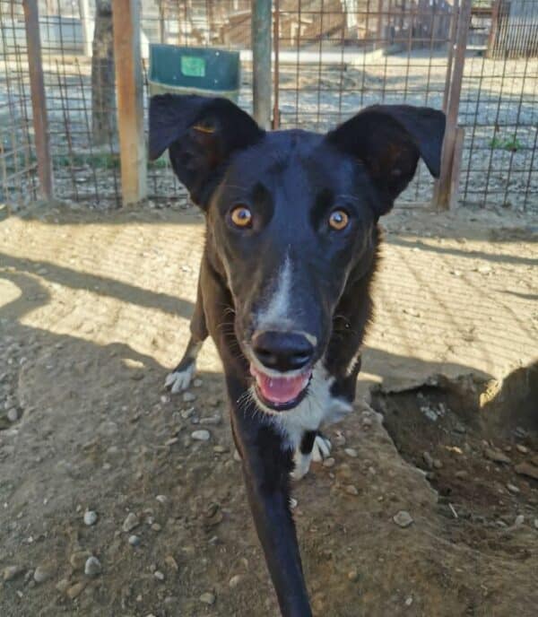 THORVI (♀) - ausgereist zu Tiere in Not Odenwald (PM) – Bild 10