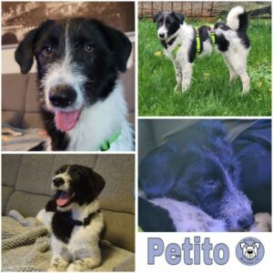 Petito (♂) in 23623 Ahrensbök - vermittelt