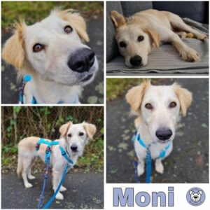 Moni (♀) in 64846 Groß-Zimmern - vermittelt