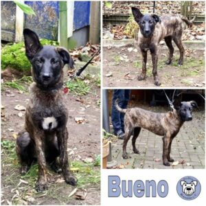 Bueno (♂) 49809 Lingen (Ems) - vermittelt