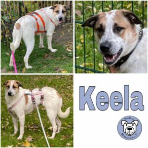 Keela (♀) 47918 Tönisvorst - vermittelt