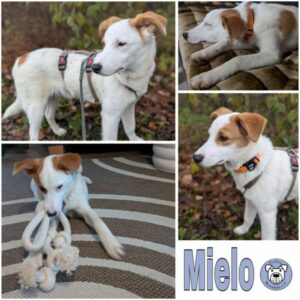 Mielo (♂) in 78333 Stockach - vermittelt