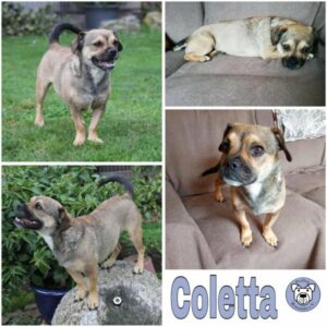 Coletta  (♀) 90542 Eckental - vermittelt