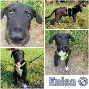 Enisa (♀) in 88069 Tettnang - vermittelt