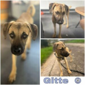 Gitte (♀) in 66265 Heusweiler - vermittelt