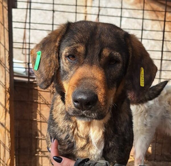 SHILOH (♀) - Seelischer NOTFALL! - ausgereist zur Tierhilfe Lebenswert DR 15.08.25 – Bild 6