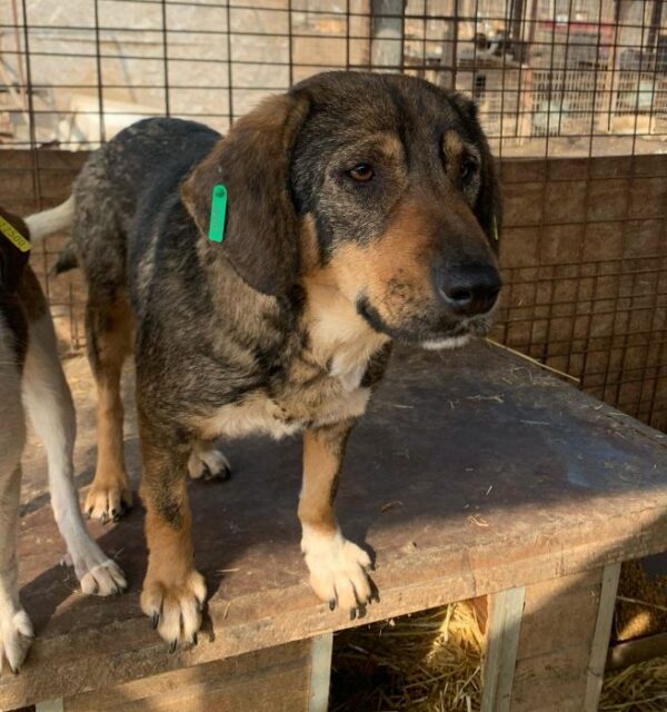 SHILOH (♀) - Seelischer NOTFALL! - ausgereist zur Tierhilfe Lebenswert DR 15.08.25 – Bild 8