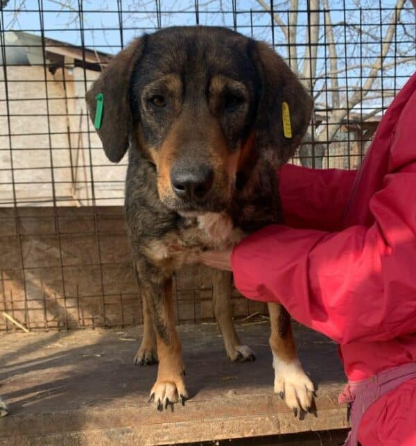SHILOH (♀) - Seelischer NOTFALL! - ausgereist zur Tierhilfe Lebenswert DR 15.08.25 – Bild 9