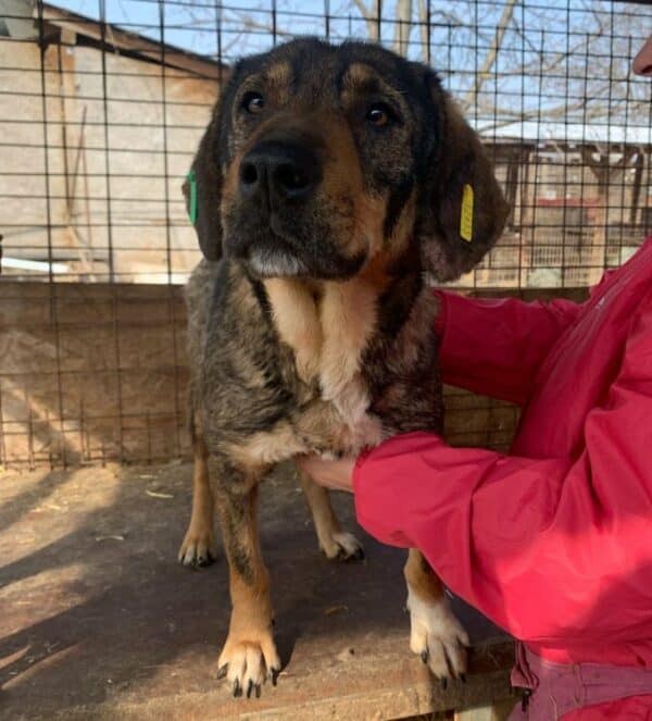 SHILOH (♀) - Seelischer NOTFALL! - ausgereist zur Tierhilfe Lebenswert DR 15.08.25 – Bild 7
