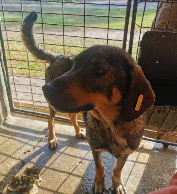 SHILOH (♀) - Seelischer NOTFALL! - ausgereist zur Tierhilfe Lebenswert DR 15.08.25 – Bild 11