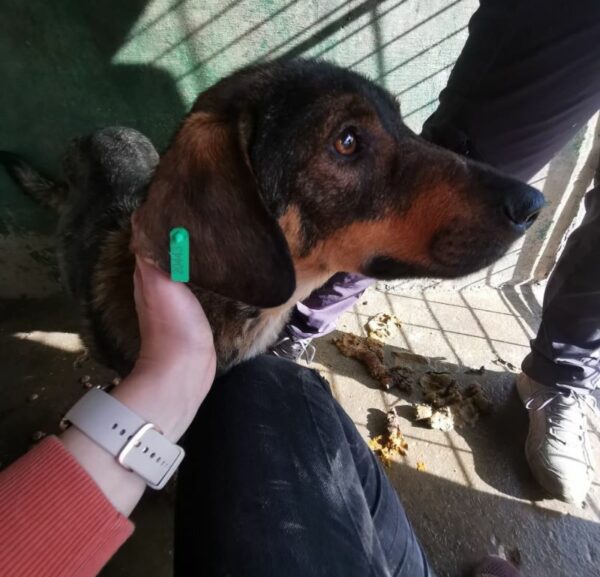 SHILOH (♀) - Seelischer NOTFALL! - ausgereist zur Tierhilfe Lebenswert DR 15.08.25 – Bild 10