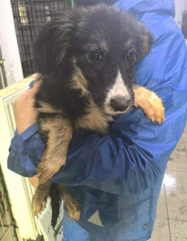 LITTLE (♂) - ausgereist zur Tierhilfe Lebenswert DR 17.01.2025 – Bild 8