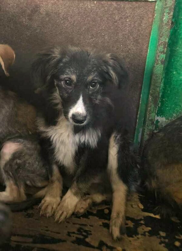 LITTLE (♂) - ausgereist zur Tierhilfe Lebenswert DR 17.01.2025 – Bild 3