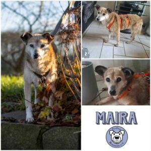 MAIRA - Gnadenplatzhund seit dem 26.10.2024