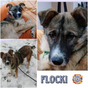 FLOCKI (♂) in 94572 Schöfweg