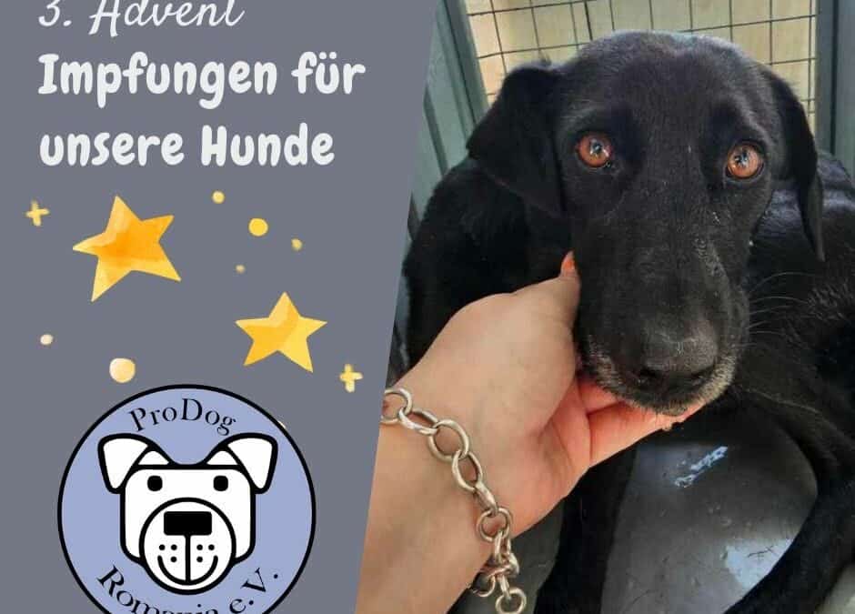 3. Advent Aktion: Wir sammeln für 150 Impfungen! 🕯️✨