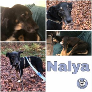 Nalya (♀) in 66130 Saarbrücken - vermittelt