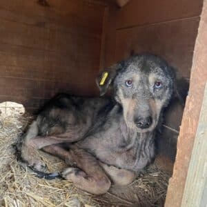 NASH (♂) - ausgereist zu Tiere in Not Odenwald e.V. (PM)