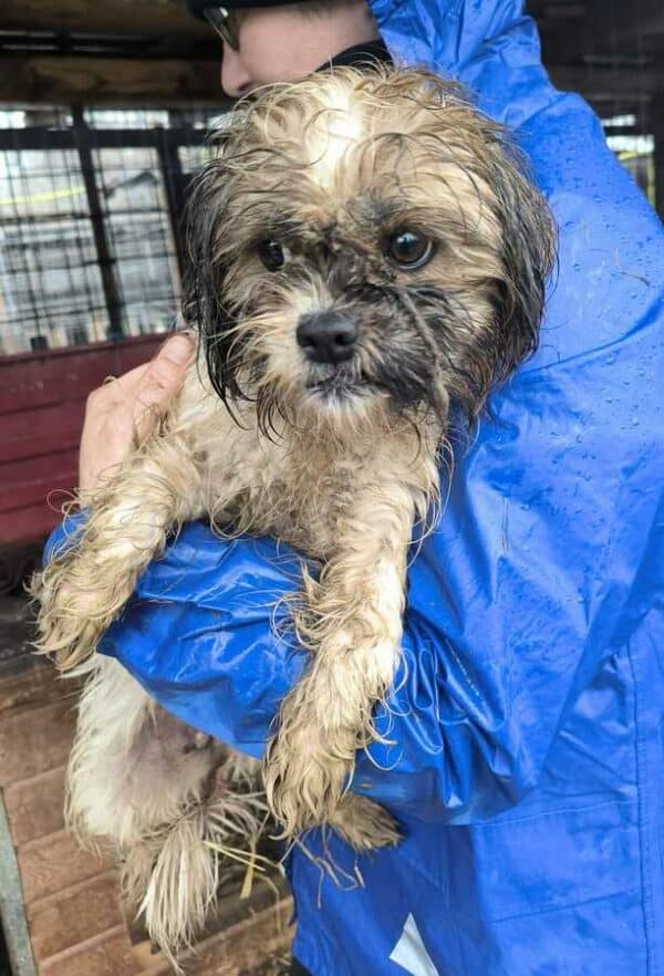 LILINOE (♀) - ausgereist zur Hundescheune Fläming – Bild 2