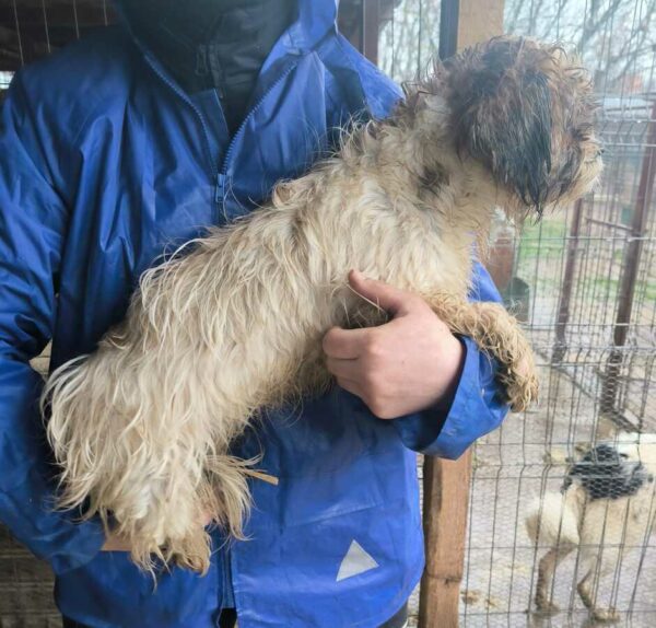 LILINOE (♀) - ausgereist zur Hundescheune Fläming – Bild 3