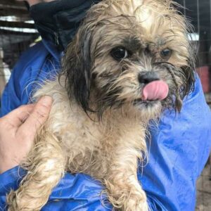 LILINOE (♀) - ausgereist zur Hundescheune Fläming