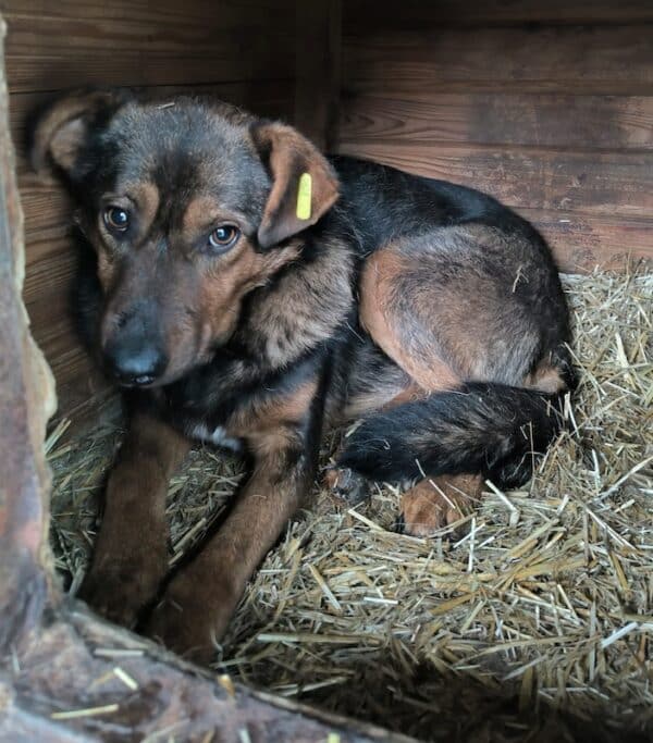 DIRK (♂) – Bild 4