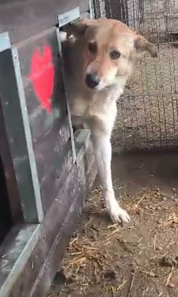 LOBA (♀) (Doppelerfassung=SABIA) – Bild 8