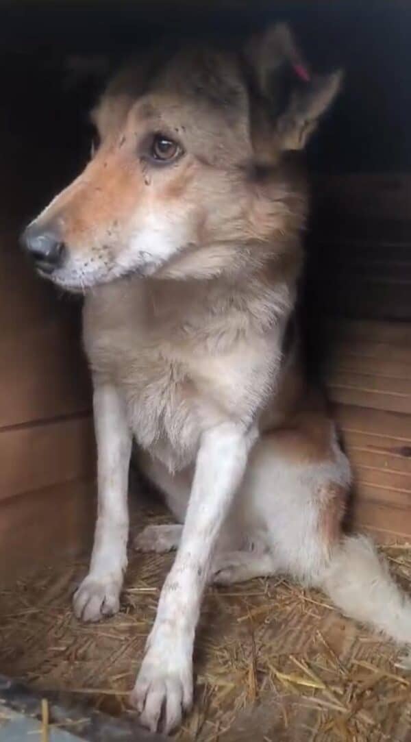 LOBA (♀) (Doppelerfassung=SABIA) – Bild 5