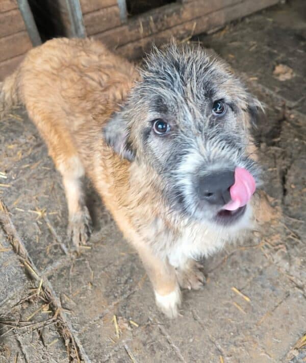 BERT (♂) – Bild 11