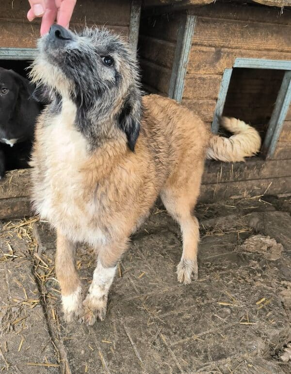 BERT (♂) – Bild 8