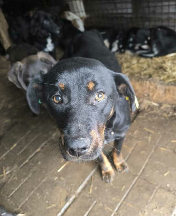 ROXIE (♀) - vermittelt JW – Bild 9