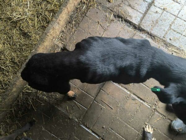 ROXIE (♀) - vermittelt JW – Bild 5