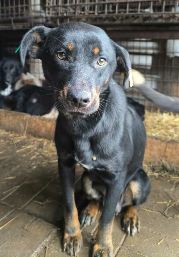 ROXIE (♀) - vermittelt JW – Bild 6