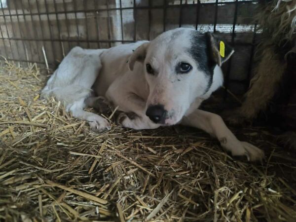 SCOOBY(♀) - unrundes Gangbild, Hautprobleme - sollte dringend reisen – Bild 5