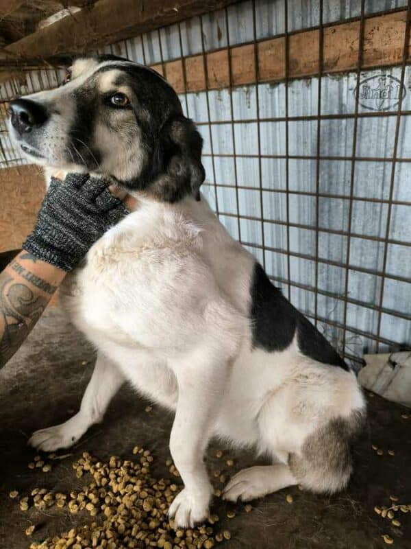 GRAZIELLA (♀) - ausgereist zur Tierhilfe Lebenswert DR 14.06.25 – Bild 6