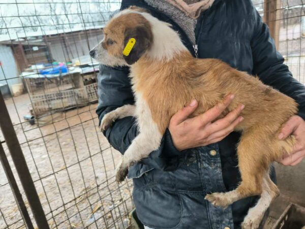 LINA (♀) - ausgereist zum TH Tuttlingen – Bild 2