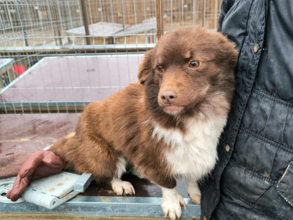 BLOSSOM (♀) - ausgereist zu Tiere in Not Odenwald e.V. – Bild 4
