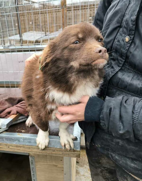 BLOSSOM (♀) - ausgereist zu Tiere in Not Odenwald e.V. – Bild 3