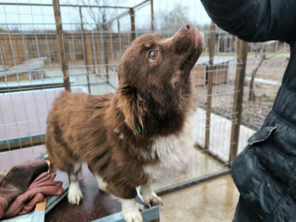 BLOSSOM (♀) - ausgereist zu Tiere in Not Odenwald e.V. – Bild 2