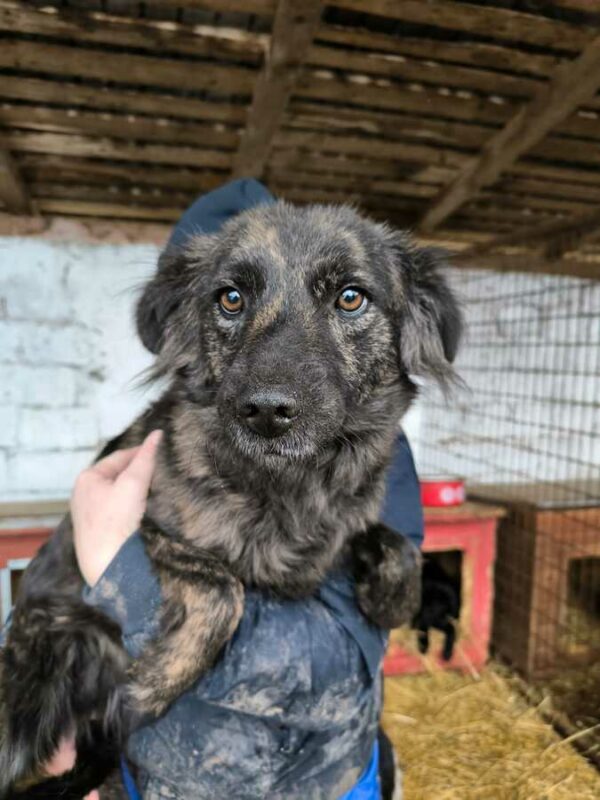 CHICHI (♀) - ausgereist zur Tierhilfe Lebenswert DR 14.02.25 – Bild 4