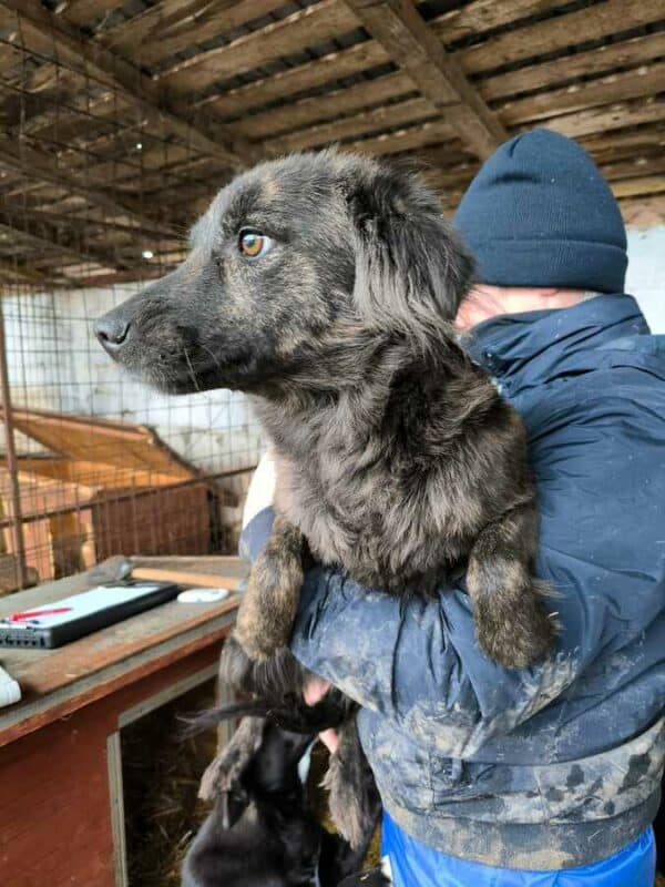 CHICHI (♀) - ausgereist zur Tierhilfe Lebenswert DR 14.02.25 – Bild 3