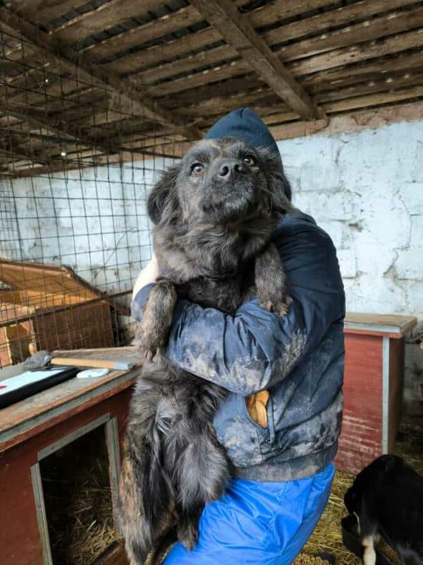 CHICHI (♀) - ausgereist zur Tierhilfe Lebenswert DR 14.02.25 – Bild 2