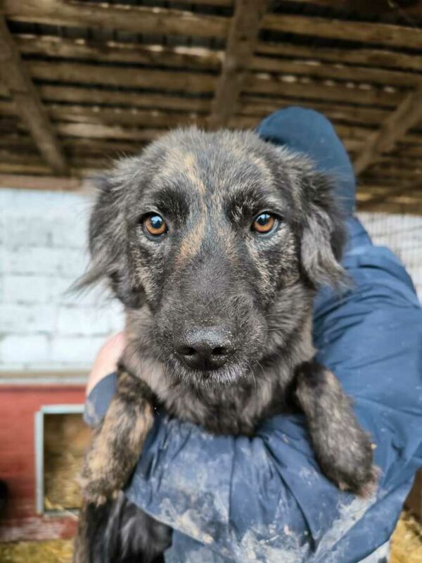 CHICHI (♀) - ausgereist zur Tierhilfe Lebenswert DR 14.02.25