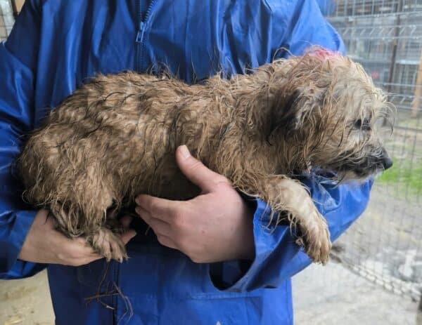 ZORO (♂) - ausgereist zu Tiere in Not Odenwald e.V. (PM) – Bild 2