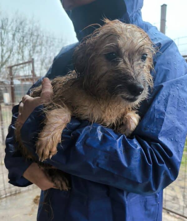 ZORO (♂) - ausgereist zu Tiere in Not Odenwald e.V. (PM) – Bild 3