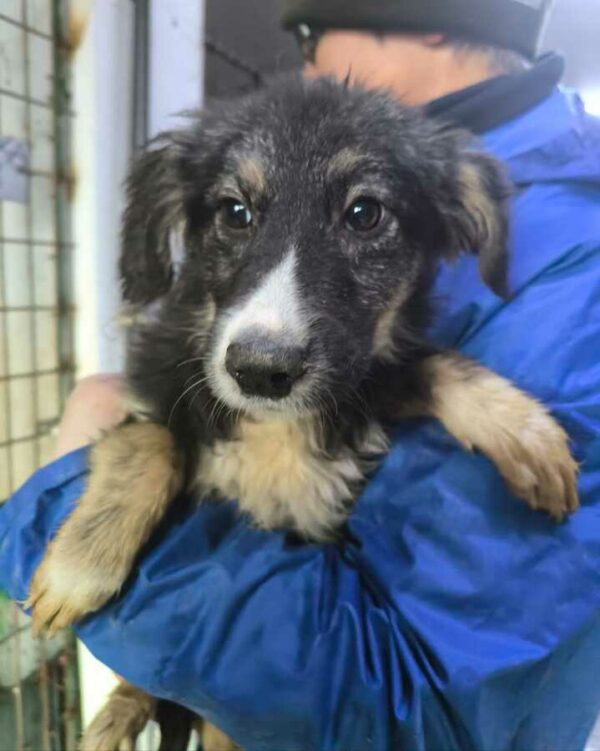 LITTLE (♂) - ausgereist zur Tierhilfe Lebenswert DR 17.01.2025 – Bild 6